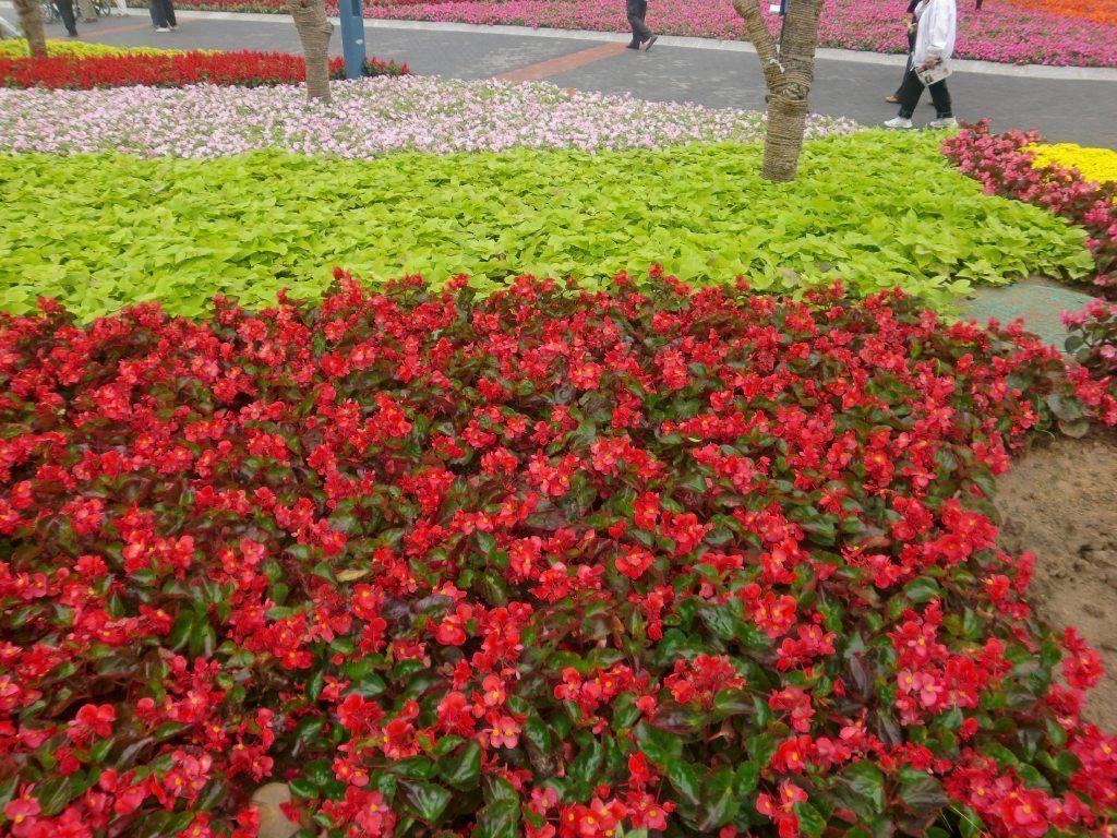 CGASPL Imported Flower Seeds Begonia Interspecific Big Deluxxe Red Green Leaf Flower Seeds 20 CGASPL Imported Flower Seeds Begonia Interspecific Big Deluxxe Red Green Leaf Flower Seeds