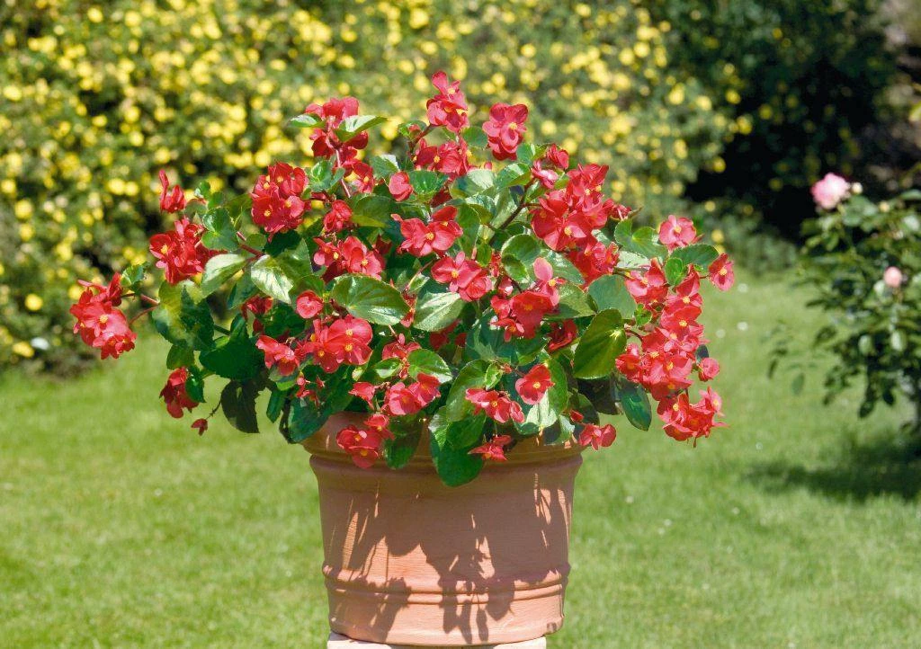 CGASPL Imported Flower Seeds Begonia Interspecific Big Deluxxe Red Green Leaf Flower Seeds 18 CGASPL Imported Flower Seeds Begonia Interspecific Big Deluxxe Red Green Leaf Flower Seeds