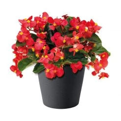 CGASPL Imported Flower Seeds Begonia Interspecific Big Deluxxe Red Green Leaf Flower Seeds 25 CGASPL Imported Flower Seeds Begonia Interspecific Big Deluxxe Red Green Leaf Flower Seeds