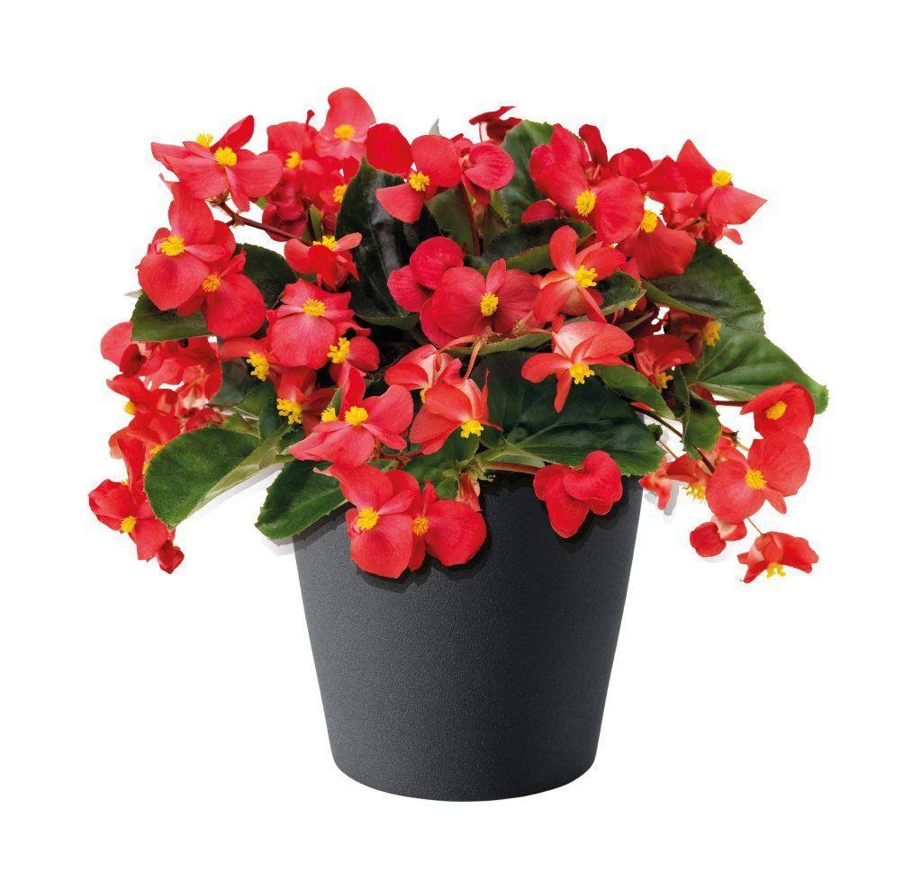 CGASPL Imported Flower Seeds Begonia Interspecific Big Deluxxe Red Green Leaf Flower Seeds 5 CGASPL Imported Flower Seeds Begonia Interspecific Big Deluxxe Red Green Leaf Flower Seeds