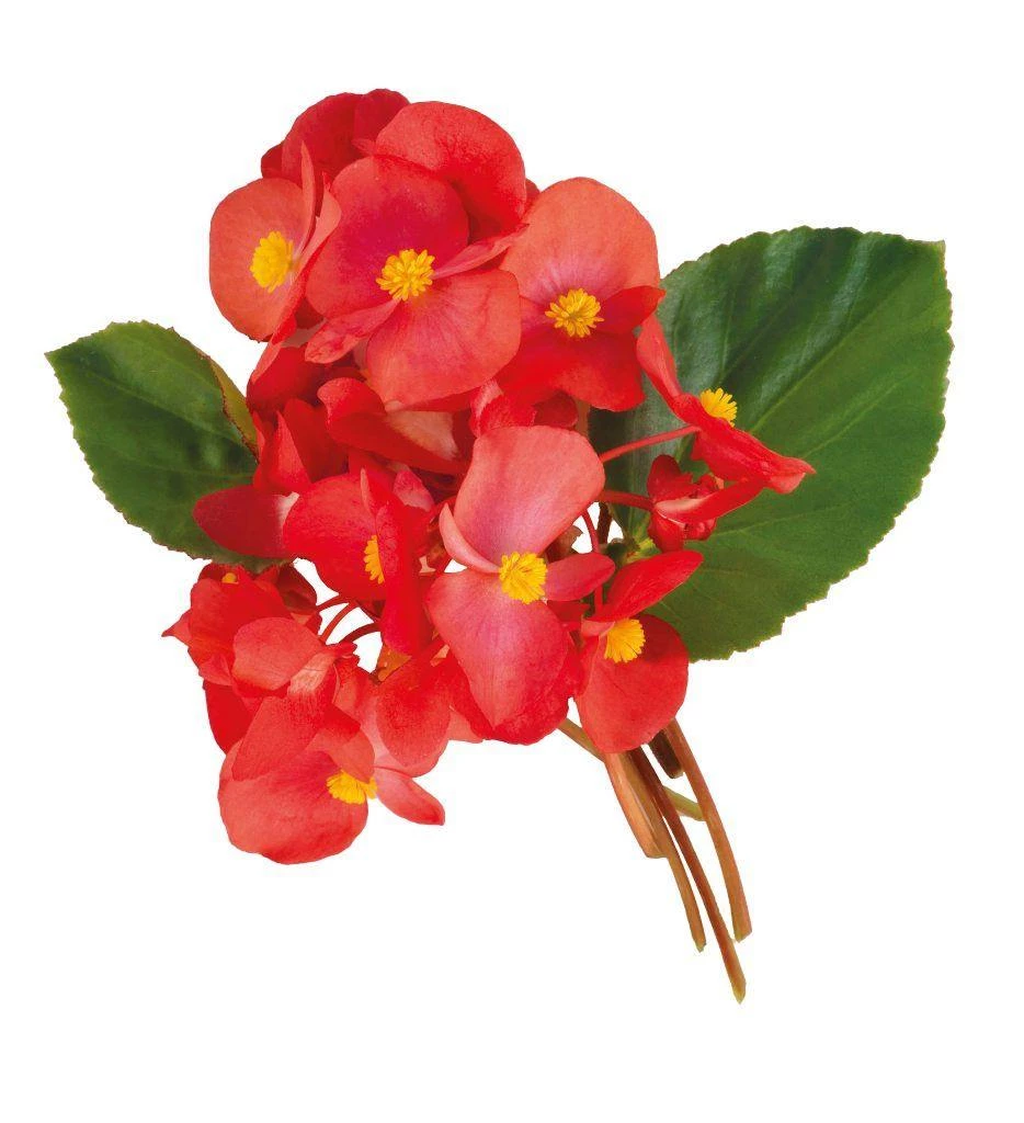 CGASPL Imported Flower Seeds Begonia Interspecific Big Deluxxe Red Green Leaf Flower Seeds 6 CGASPL Imported Flower Seeds Begonia Interspecific Big Deluxxe Red Green Leaf Flower Seeds
