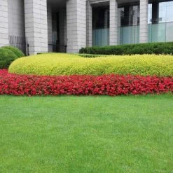 CGASPL Imported Flower Seeds Begonia Interspecific Big Deluxxe Red Green Leaf Flower Seeds 41 CGASPL Imported Flower Seeds Begonia Interspecific Big Deluxxe Red Green Leaf Flower Seeds