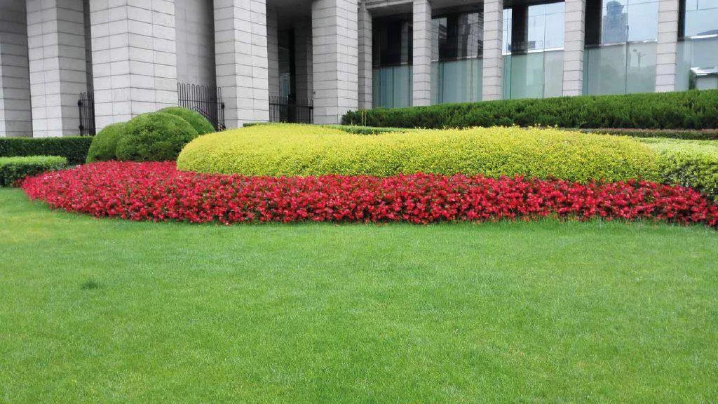 CGASPL Imported Flower Seeds Begonia Interspecific Big Deluxxe Red Green Leaf Flower Seeds 21 CGASPL Imported Flower Seeds Begonia Interspecific Big Deluxxe Red Green Leaf Flower Seeds