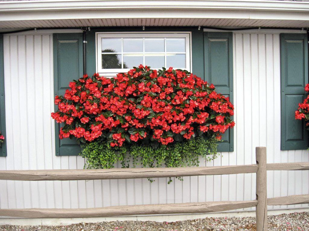 CGASPL Imported Flower Seeds Begonia Interspecific Big Deluxxe Red Green Leaf Flower Seeds 7 CGASPL Imported Flower Seeds Begonia Interspecific Big Deluxxe Red Green Leaf Flower Seeds