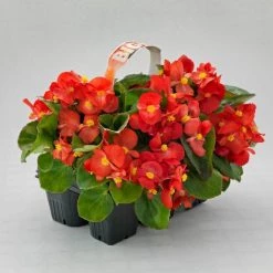 CGASPL Imported Flower Seeds Begonia Interspecific Big Deluxxe Red Green Leaf Flower Seeds 29 CGASPL Imported Flower Seeds Begonia Interspecific Big Deluxxe Red Green Leaf Flower Seeds