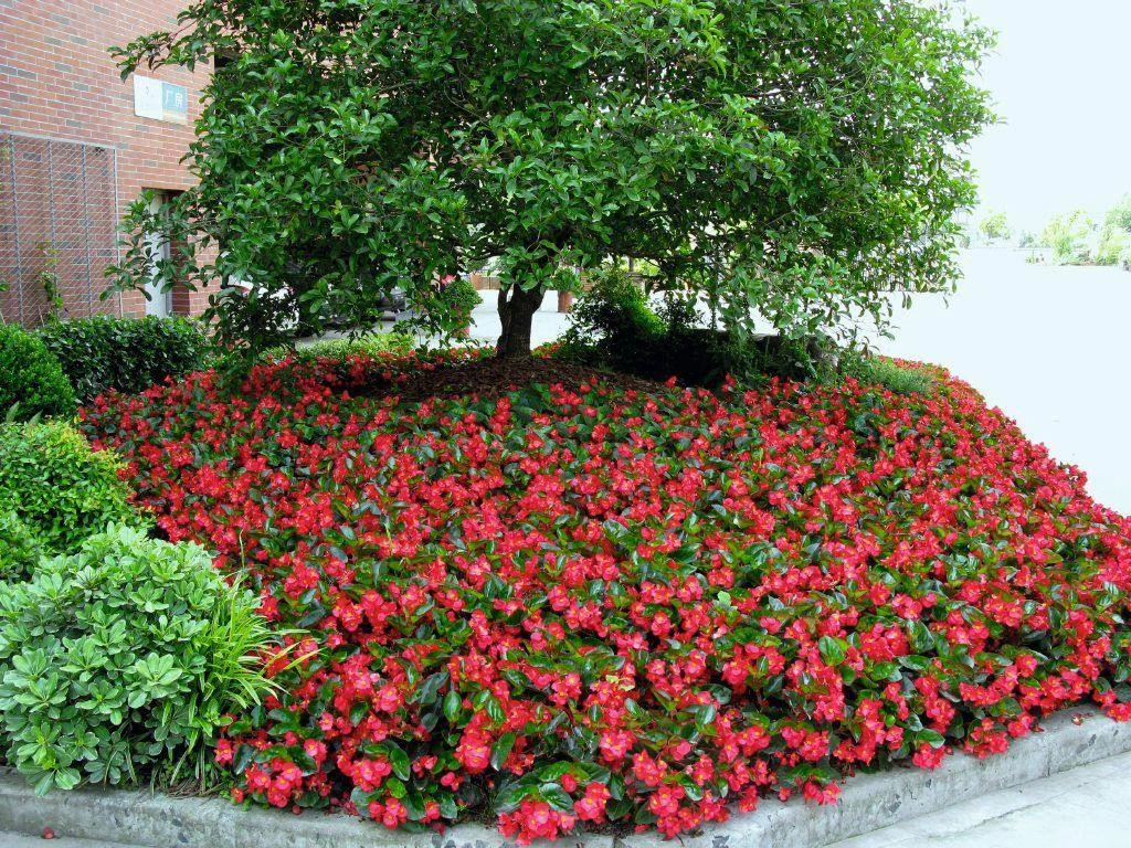 CGASPL Imported Flower Seeds Begonia Interspecific Big Deluxxe Red Green Leaf Flower Seeds 10 CGASPL Imported Flower Seeds Begonia Interspecific Big Deluxxe Red Green Leaf Flower Seeds