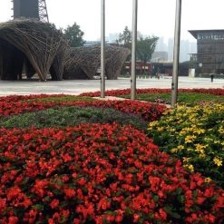 CGASPL Imported Flower Seeds Begonia Interspecific Big Deluxxe Red Green Leaf Flower Seeds 42 CGASPL Imported Flower Seeds Begonia Interspecific Big Deluxxe Red Green Leaf Flower Seeds