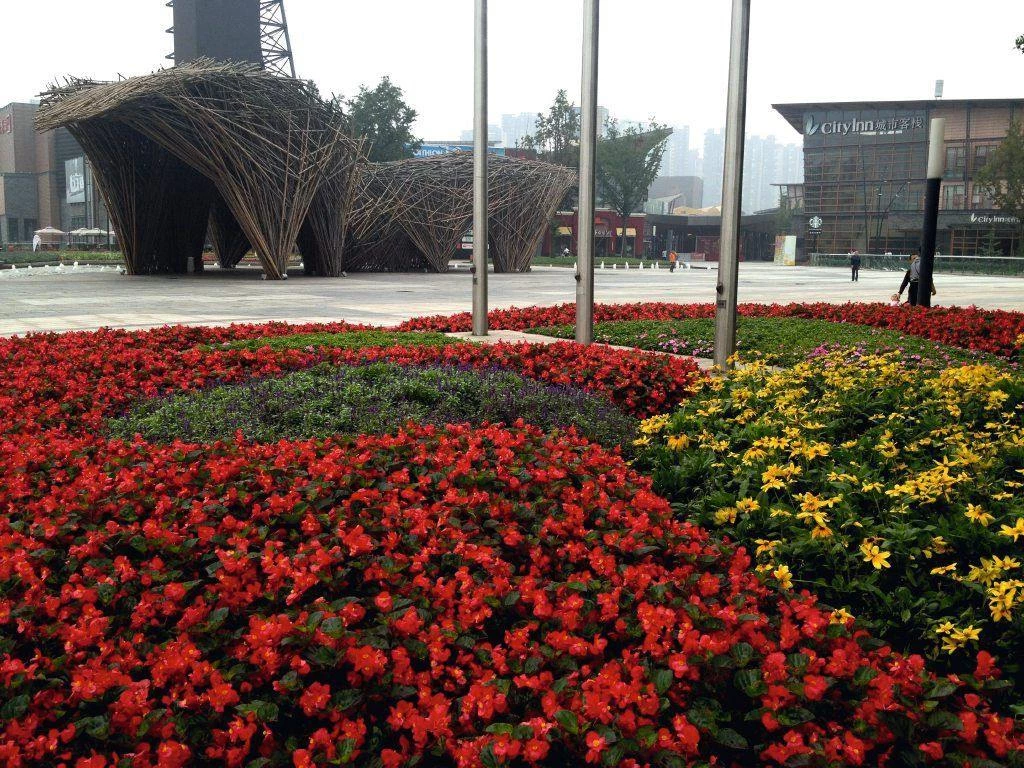 CGASPL Imported Flower Seeds Begonia Interspecific Big Deluxxe Red Green Leaf Flower Seeds 22 CGASPL Imported Flower Seeds Begonia Interspecific Big Deluxxe Red Green Leaf Flower Seeds