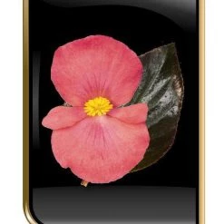 CGASPL Imported Flower Seeds Begonia Interspecific Big Deluxxe Rose Bronze Leaf Flower Seeds 13 CGASPL Imported Flower Seeds Begonia Interspecific Big Deluxxe Rose Bronze Leaf Flower Seeds