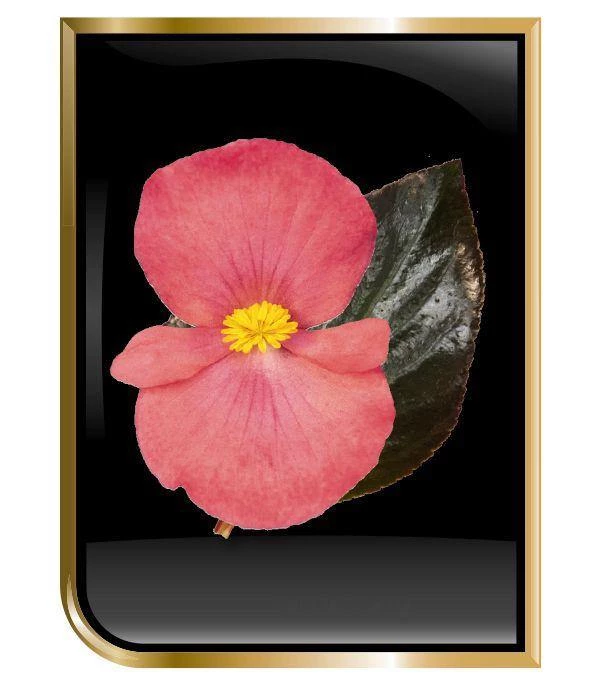 CGASPL Imported Flower Seeds Begonia Interspecific Big Deluxxe Rose Bronze Leaf Flower Seeds 6 CGASPL Imported Flower Seeds Begonia Interspecific Big Deluxxe Rose Bronze Leaf Flower Seeds