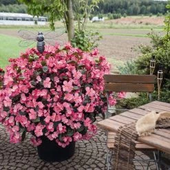 CGASPL Imported Flower Seeds Begonia Interspecific Big Deluxxe Rose Bronze Leaf Flower Seeds 12 CGASPL Imported Flower Seeds Begonia Interspecific Big Deluxxe Rose Bronze Leaf Flower Seeds