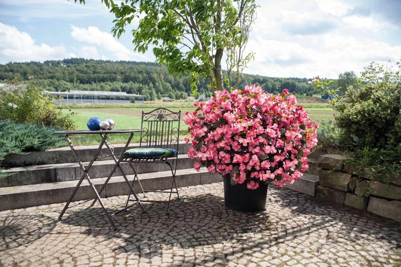 CGASPL Imported Flower Seeds Begonia Interspecific Big Deluxxe Rose Bronze Leaf Flower Seeds 7 CGASPL Imported Flower Seeds Begonia Interspecific Big Deluxxe Rose Bronze Leaf Flower Seeds