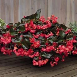 CGASPL Imported Flower Seeds Begonia Interspecific Big Deluxxe Rose Bronze Leaf Flower Seeds 15 CGASPL Imported Flower Seeds Begonia Interspecific Big Deluxxe Rose Bronze Leaf Flower Seeds
