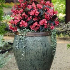 CGASPL Imported Flower Seeds Begonia Interspecific Big Deluxxe Rose Bronze Leaf Flower Seeds 16 CGASPL Imported Flower Seeds Begonia Interspecific Big Deluxxe Rose Bronze Leaf Flower Seeds