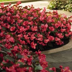 CGASPL Imported Flower Seeds Begonia Interspecific Big Deluxxe Rose Bronze Leaf Flower Seeds 17 CGASPL Imported Flower Seeds Begonia Interspecific Big Deluxxe Rose Bronze Leaf Flower Seeds