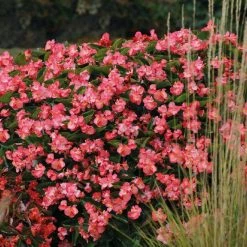 CGASPL Begonia Interspecific Big Deluxxe Rose Green Leaf Fower Seeds Imported Flower Seeds