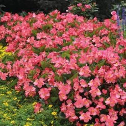 CGASPL Begonia Interspecific Big Deluxxe Rose Green Leaf Fower Seeds Imported Flower Seeds 14 CGASPL Begonia Interspecific Big Deluxxe Rose Green Leaf Fower Seeds Imported Flower Seeds
