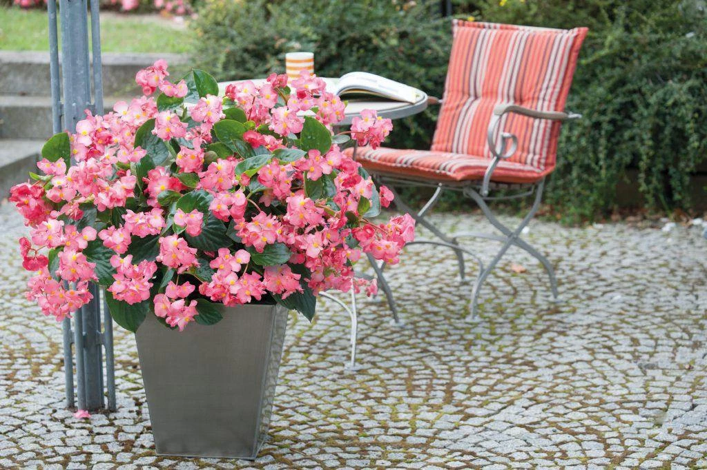 CGASPL Begonia Interspecific Big Deluxxe Rose Green Leaf Fower Seeds Imported Flower Seeds 7 CGASPL Begonia Interspecific Big Deluxxe Rose Green Leaf Fower Seeds Imported Flower Seeds