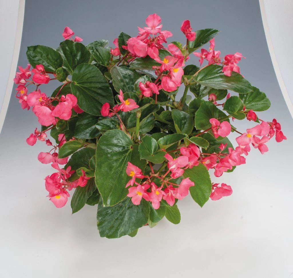 CGASPL Begonia Interspecific Big Deluxxe Rose Green Leaf Fower Seeds Imported Flower Seeds 8 CGASPL Begonia Interspecific Big Deluxxe Rose Green Leaf Fower Seeds Imported Flower Seeds