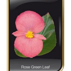 CGASPL Begonia Interspecific Big Deluxxe Rose Green Leaf Fower Seeds Imported Flower Seeds 18 CGASPL Begonia Interspecific Big Deluxxe Rose Green Leaf Fower Seeds Imported Flower Seeds