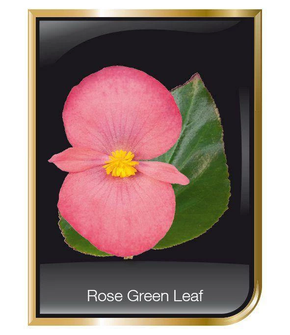 CGASPL Begonia Interspecific Big Deluxxe Rose Green Leaf Fower Seeds Imported Flower Seeds 9 CGASPL Begonia Interspecific Big Deluxxe Rose Green Leaf Fower Seeds Imported Flower Seeds