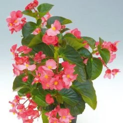 CGASPL Begonia Interspecific Big Deluxxe Rose Green Leaf Fower Seeds Imported Flower Seeds 20 CGASPL Begonia Interspecific Big Deluxxe Rose Green Leaf Fower Seeds Imported Flower Seeds