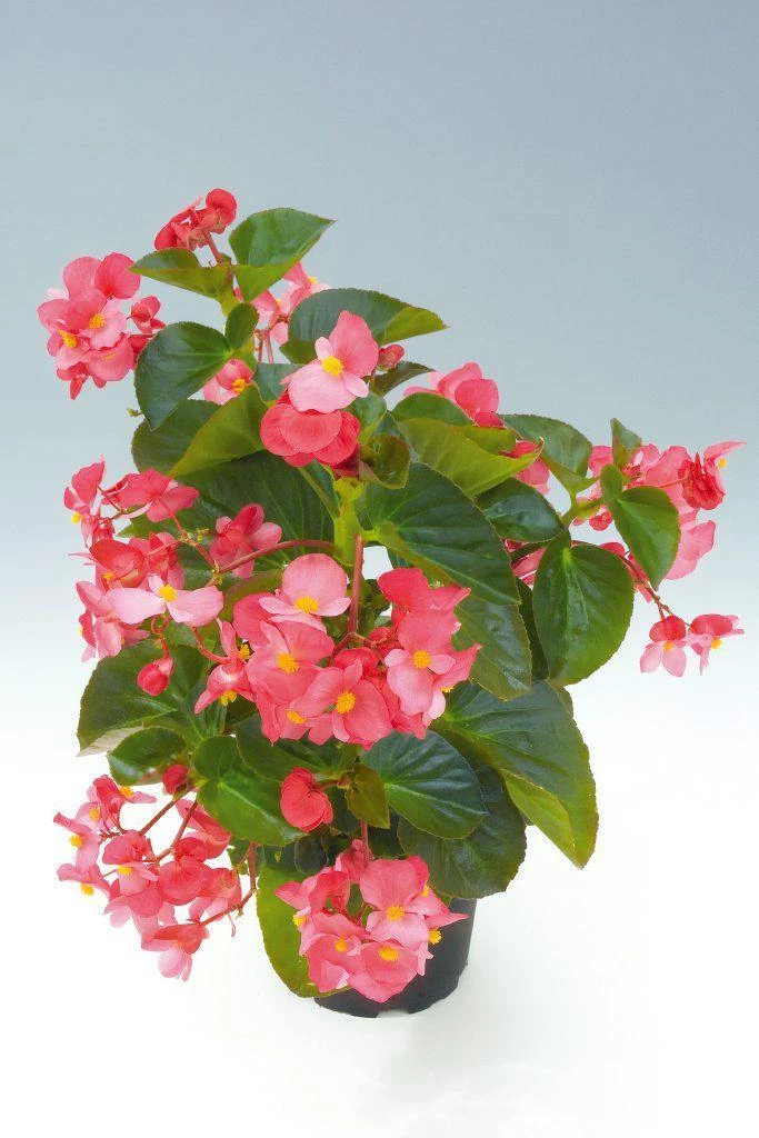 CGASPL Begonia Interspecific Big Deluxxe Rose Green Leaf Fower Seeds Imported Flower Seeds 11 CGASPL Begonia Interspecific Big Deluxxe Rose Green Leaf Fower Seeds Imported Flower Seeds