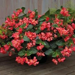 CGASPL Begonia Interspecific Big Deluxxe Rose Green Leaf Fower Seeds Imported Flower Seeds 21 CGASPL Begonia Interspecific Big Deluxxe Rose Green Leaf Fower Seeds Imported Flower Seeds