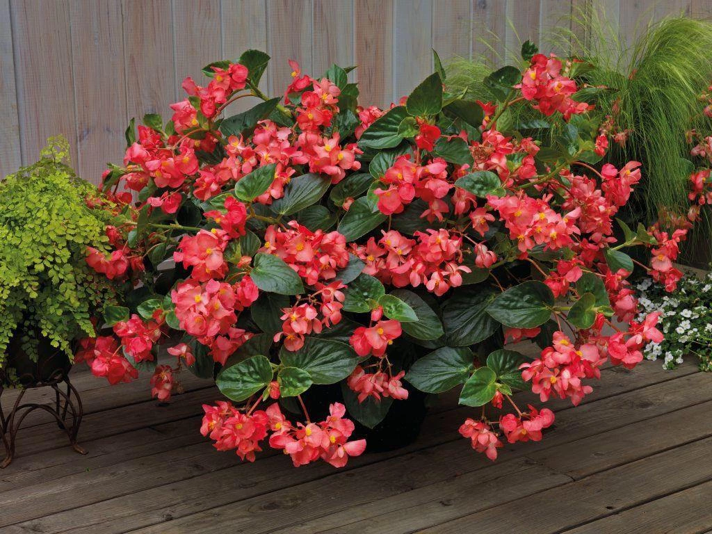 CGASPL Begonia Interspecific Big Deluxxe Rose Green Leaf Fower Seeds Imported Flower Seeds 12 CGASPL Begonia Interspecific Big Deluxxe Rose Green Leaf Fower Seeds Imported Flower Seeds