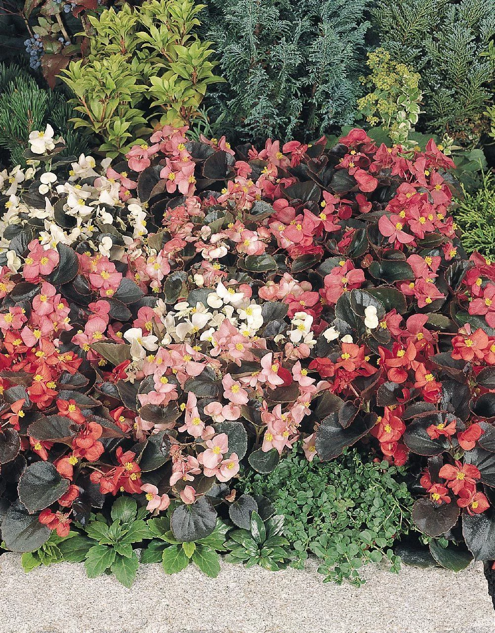 Benary Begonia Semperflorens Cocktail Mix Flower Seeds Imported Flower Seeds 4 Benary Begonia Semperflorens Cocktail Mix Flower Seeds Imported Flower Seeds