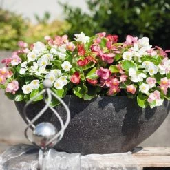 CGASPL Imported Flower Seeds Begonia Semperflorens Sprint Plus Maxi Mix Flower Seeds