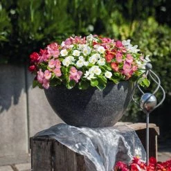 CGASPL Begonia Semperflorens Sprint Plus Maxi Mix Flower Seeds