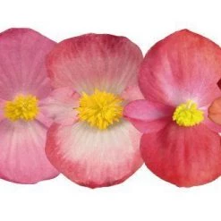 CGASPL Imported Flower Seeds Begonia Semperflorens Sprint Plus Maxi Mix Flower Seeds