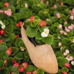 CGASPL Imported Flower Seeds Begonia Semperflorens Sprint Plus Maxi Mix Flower Seeds