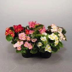CGASPL Begonia Semperflorens Super Olympia Mix Flower Seeds