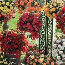 CGASPL Begonia Tuberhybrida Illumination Mix Flower Seeds Imported Flower Seeds