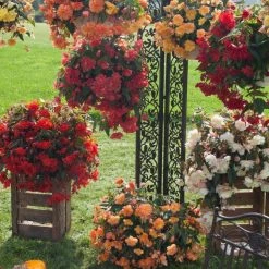 CGASPL Begonia Tuberhybrida Illumination Mix Flower Seeds Imported Flower Seeds