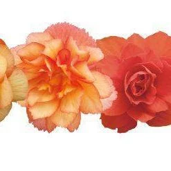 CGASPL Begonia Tuberhybrida Illumination Mix Flower Seeds Imported Flower Seeds