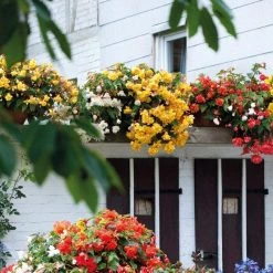 CGASPL Begonia Tuberhybrida Illumination Mix Flower Seeds Imported Flower Seeds