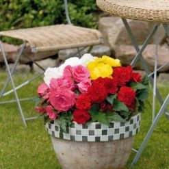 CGASPL Begonia Tuberhybrida New Star Mix Flower Seeds Imported Flower Seeds