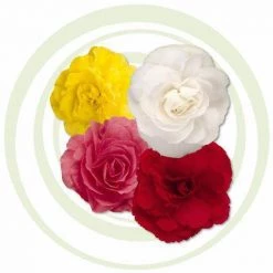 CGASPL Begonia Tuberhybrida New Star Mix Flower Seeds Imported Flower Seeds