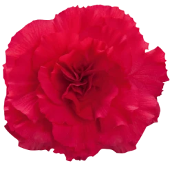 CGASPL Begonia Tuberhybrida Nonstop Deep Rose Flower Seeds