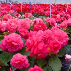 CGASPL Begonia Tuberhybrida Nonstop Deep Rose Flower Seeds
