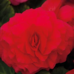 CGASPL Begonia Tuberhybrida Nonstop Deep Rose Flower Seeds