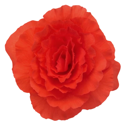 CGASPL Begonia Tuberhybrida Nonstop Deep Salmon Flower Seeds 3 CGASPL Begonia Tuberhybrida Nonstop Deep Salmon Flower Seeds