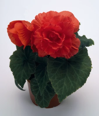 CGASPL Begonia Tuberhybrida Nonstop Deep Salmon Flower Seeds 4 CGASPL Begonia Tuberhybrida Nonstop Deep Salmon Flower Seeds