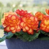 CGASPL Begonia Tuberhybrida Nonstop Fire Flower Seeds Begonia Seeds 2 CGASPL Begonia Tuberhybrida Nonstop Fire Flower Seeds Begonia Seeds