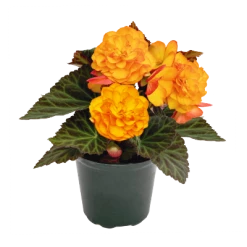 CGASPL Begonia Tuberhybrida Nonstop Fire Flower Seeds Begonia Seeds