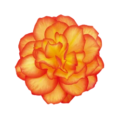 CGASPL Begonia Tuberhybrida Nonstop Fire Flower Seeds Begonia Seeds