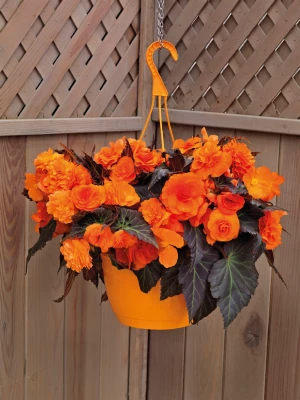 CGASPL Begonia Seeds Begonia Tuberhybrida Nonstop Mocca Bright Orange Flower Seeds 3 CGASPL Begonia Seeds Begonia Tuberhybrida Nonstop Mocca Bright Orange Flower Seeds